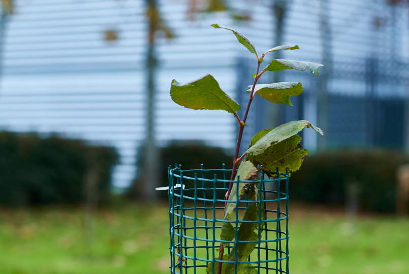 Tree sapling